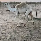 بكرة عمرها 7شهور