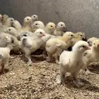 للبيع صوص براهما كولمبي