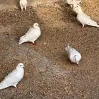 حمام و ديكه للديع