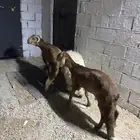 سواكن ونعيمي خروف