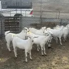 تيوس بيشيات