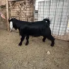 تيس عارضي عمره 6 شهور