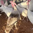 ديك رومي