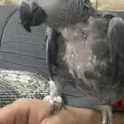 ببغاء كاسكو أفريقي جامبو