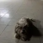 كلب شيتزو أليف منزلي