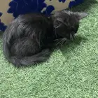 بسه للتبني ضروري احد ياخذها اليوم عشان سونيي مايروح