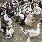 بط بلدي للبيع