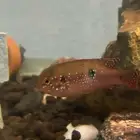 سمكة الريد جويل زوجين