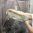 أرنب شنشلا بيور