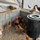 دجاج بلدي بياض