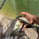 زريعة سمك بلطي إصبعيات