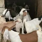 غنم للبيع الرجاء عدم بخص السلعه والجديه وعدم تضيع الوقت