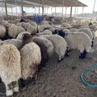 مشالله ذبايح نعيم فاخره