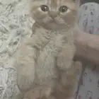 قطط صغيرة للبيع
