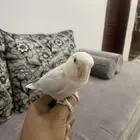 الاحساء