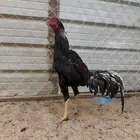 ديك سندي بيور