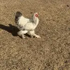 دجاج برهما كولمبي والأسود الصك خوارج سلالة كونك مستوىTOP