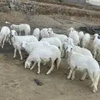 رخال للبيع