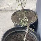 شتلةبشام (بيلسان)او بيشم