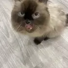 فطة للتبني هملايا