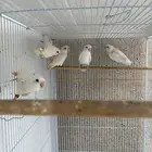 جوز روز البينو