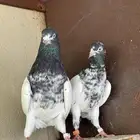 تيدي
