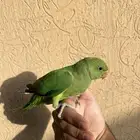 ببغاء دره هندي اليف جدا جدا مناسب للاطفال والكبار