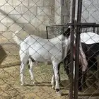 تيوس