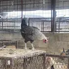 دجاج بلدي وفيومي بياض