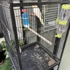 ببغاء كروان