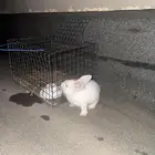 أرنب