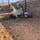 عنز تامه توم جفره وتيس روم شرط سن وديد وروم