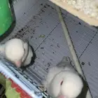 روز البينو اثنتين انثى