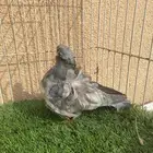 للبيع انثى رديوس