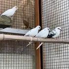 يمام ابرق ثلاث اناث و ذكر