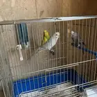 طيور الحب العدد 3 ( 1 ذكر - 2 انثى