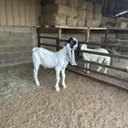 تيس جذع جرم طيب