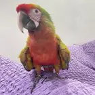 فرخ مكاو شامروخ