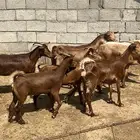 معزاء بفحلها حص