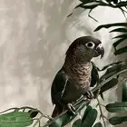 تم البيع الله يبارك للمشتري