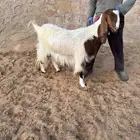 للبيع معزا مصريات