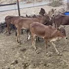 حسايل بلدي