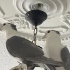 حمام شيرازي لون وحجم فخم