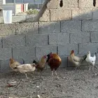 دجاج