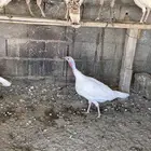 دجاج رومي للبيع