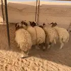 نعيم ذبايح