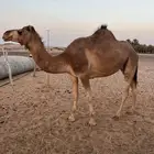 هجن طيبه للبيع