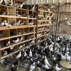 حمام مستوره