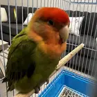 Rose Lovebird pet bird for sale with a spacious cage