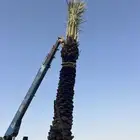 نخيل عربي